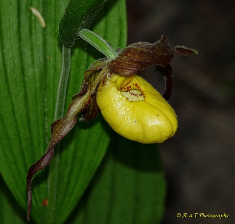 {Cypripedium parviflorum}